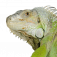 SeoSamba logo